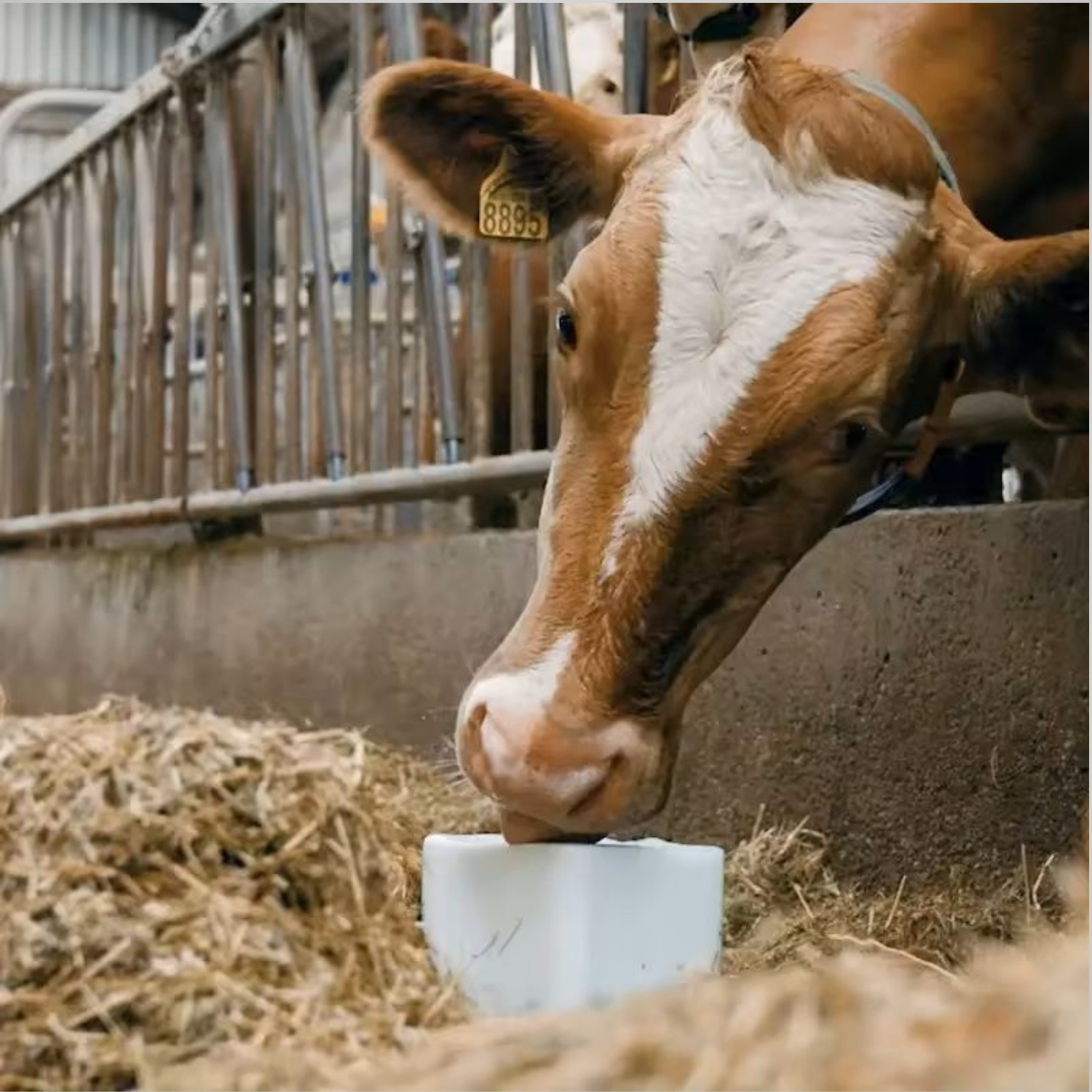 Himalayan Salt Animal Lick Block - Image 4