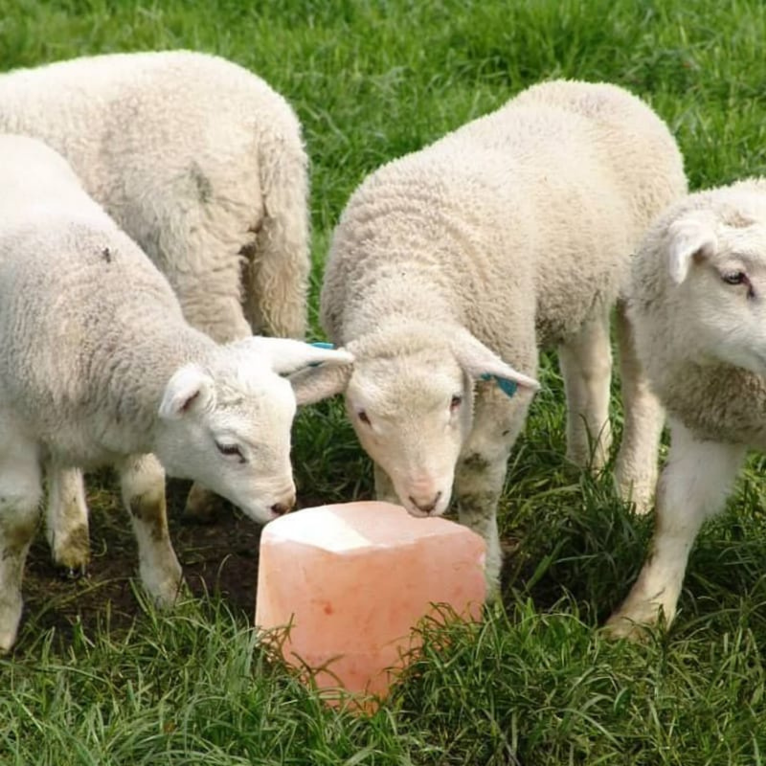 Himalayan Salt Animal Lick Block